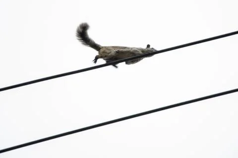 Low angle view of a urban squirrel is walking on the wires Stock Photos