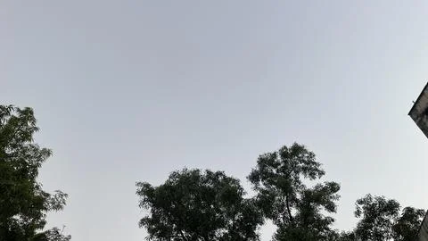 Low angle view of urban trees and building edge under an overcast sky 库存照片