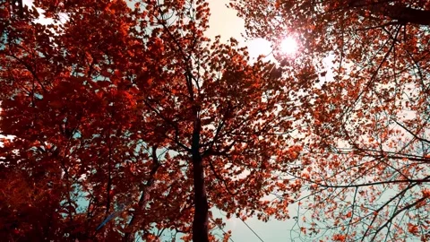 Low angle view of vibrant autumn leaves against a bright sunlit sky Video stock 342262612