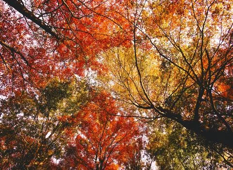 Low Angle View of Vibrant Autumn Foliage Against Sky Stock Photos