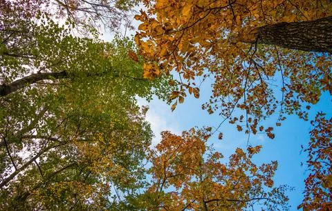 Low Angle View of Vibrant Autumn Foliage Against Sky Stock Photos