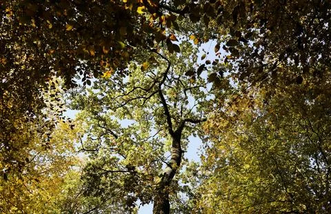 Low Angle View of Vibrant Autumn Foliage Against Sky Stock Photos