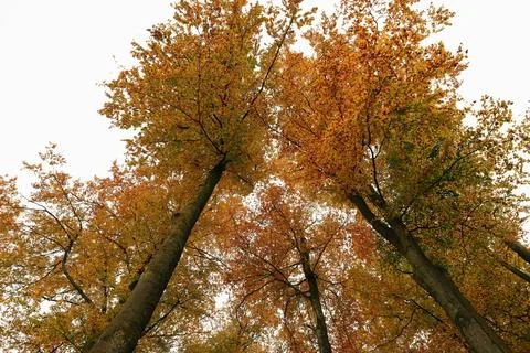 Low Angle View of Vibrant Autumn Foliage Against Sky Stock Photos