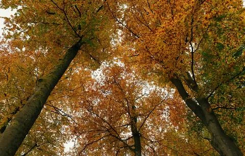 Low Angle View of Vibrant Autumn Foliage Against Sky Stock Photos