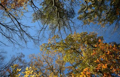 Low Angle View of Vibrant Autumn Foliage Against Sky Stock Photos