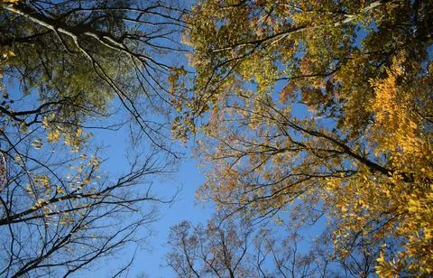 Low Angle View of Vibrant Autumn Foliage Against Sky Stock Photos
