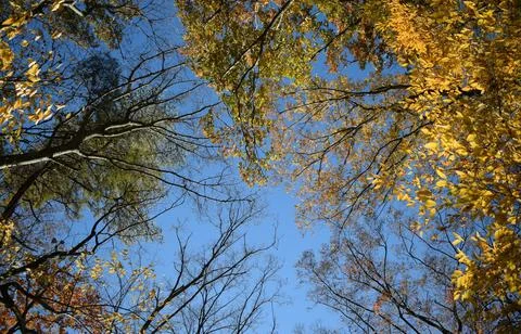 Low Angle View of Vibrant Autumn Foliage Against Sky Stock Photos