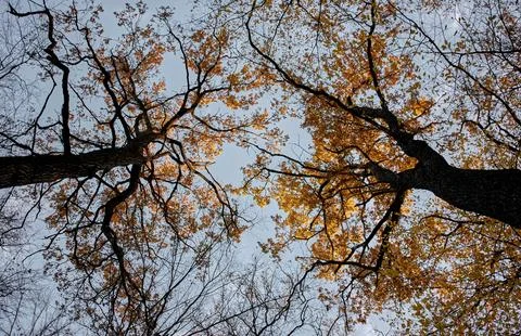 Low Angle View of Vibrant Autumn Foliage Against Sky Stock Photos