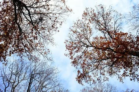 Low Angle View of Vibrant Autumn Foliage Against Sky Stock Photos