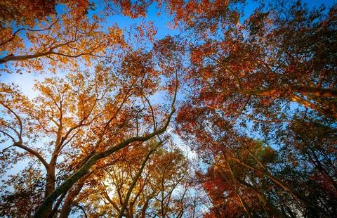 Low Angle View of Vibrant Autumn Foliage Against Sky Stock Photos