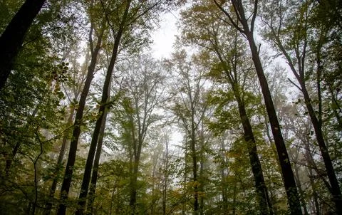 Low Angle View of Vibrant Autumn Foliage Against Sky Stock Photos