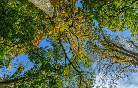 Low Angle View of Vibrant Autumn Foliage Against Sky Stock Photos