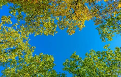 Low Angle View of Vibrant Autumn Foliage Against Sky Stock Photos