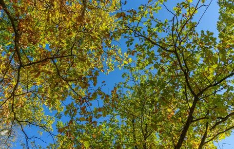 Low Angle View of Vibrant Autumn Foliage Against Sky Stock Photos