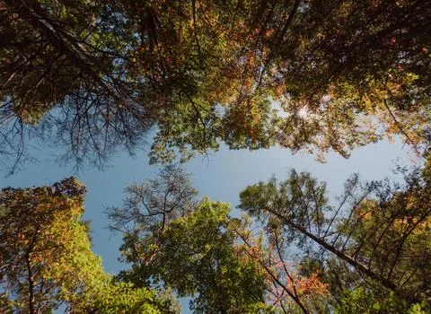 Low Angle View of Vibrant Autumn Foliage Against Sky Stock Photos