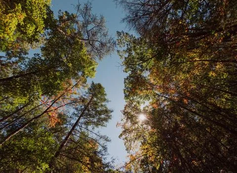 Low Angle View of Vibrant Autumn Foliage Against Sky Stock Photos