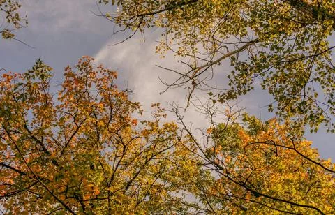 Low Angle View of Vibrant Autumn Foliage Against Sky Stock Photos