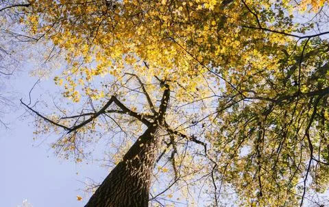 Low Angle View of Vibrant Autumn Foliage Against Sky Stock Photos