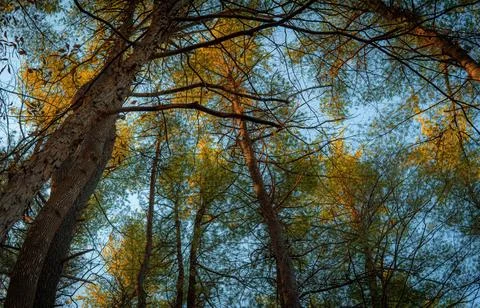 Low Angle View of Vibrant Autumn Foliage Against Sky Stock Photos