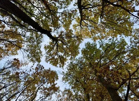 Low Angle View of Vibrant Autumn Foliage Against Sky Stock Photos