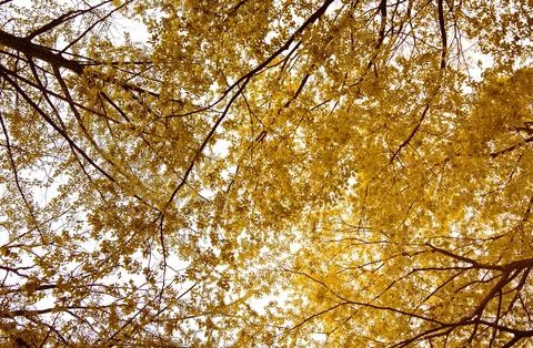 Low Angle View of Vibrant Autumn Foliage Against Sky Stock Photos