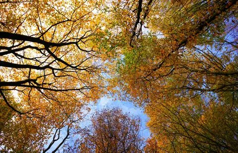 Low Angle View of Vibrant Autumn Foliage Against Sky Stock Photos