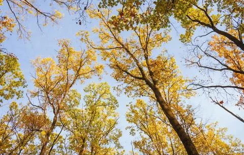 Low Angle View of Vibrant Autumn Foliage Against Sky Stock Photos
