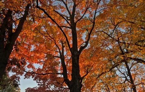 Low Angle View of Vibrant Autumn Foliage Against Sky Stock Photos
