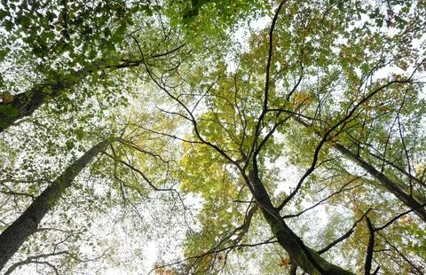 Low Angle View of Vibrant Autumn Foliage Against Sky Stock Photos