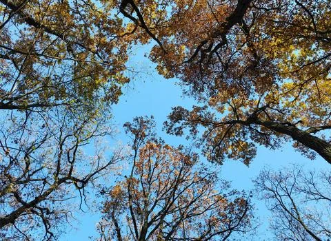 Low Angle View of Vibrant Autumn Foliage Against Sky Stock Photos