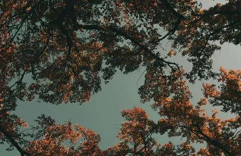 Low Angle View of Vibrant Autumn Foliage Against Sky Stock Photos