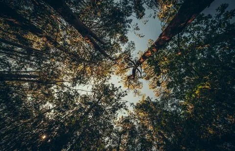 Low Angle View of Vibrant Autumn Foliage Against Sky Stock Photos