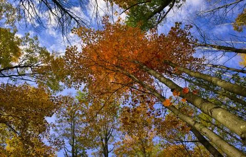 Low Angle View of Vibrant Autumn Foliage Against Sky Stock Photos