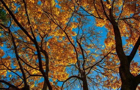 Low Angle View of Vibrant Autumn Foliage Against Sky Stock Photos