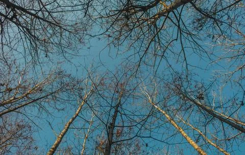 Low Angle View of Vibrant Autumn Foliage Against Sky Stock Photos