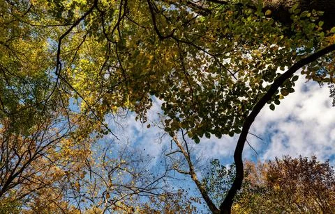 Low Angle View of Vibrant Autumn Foliage Against Sky Stock Photos