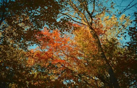 Low Angle View of Vibrant Autumn Foliage Against Sky Stock Photos