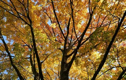 Low Angle View of Vibrant Autumn Foliage Against Sky Stock Photos
