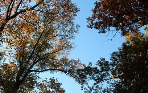 Low Angle View of Vibrant Autumn Foliage Against Sky Stock Photos