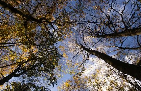 Low Angle View of Vibrant Autumn Foliage Against Sky Stock Photos