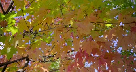 Low Angle view of Vibrant Foliage Maple Leaves - Autumn Season Stock Footage 141092281