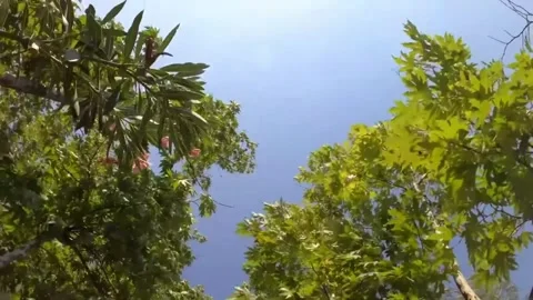 Low-angle view of vibrant green leaves against a clear blue sky. Stock Footage 302298945