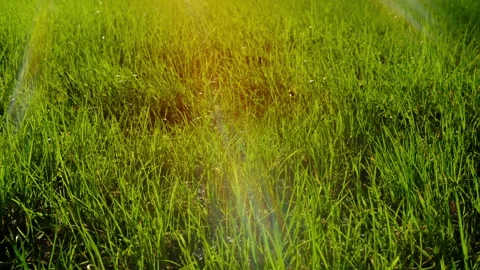 Low angle view of vibrant green grass in sunny park, Earth Day, cinematic Stock Footage 304582776