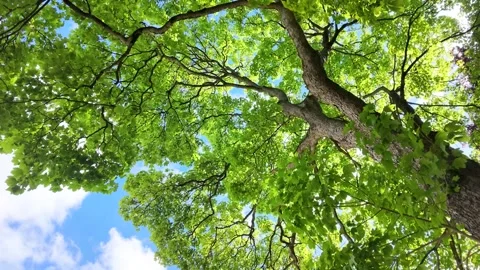 Low Angle View of Vibrant Green Tree Canopy Against Blue Sky Stock Footage 335498419