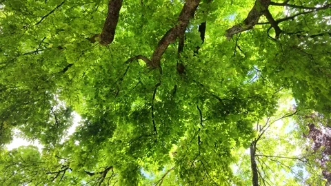Low Angle View of Vibrant Green Tree Canopy in Summer Sunlight Stock Footage 335850560