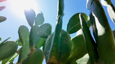Low Angle View of Vibrant Green Cactus with Sun Flare Against Blue Sky Stock Footage 342092328