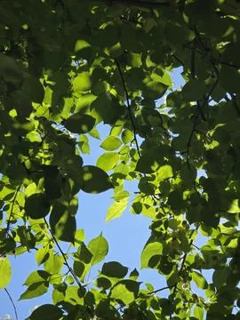 Low angle view of vibrant green tree leaves against a clear blue sky. Stock Photos