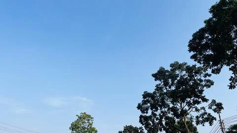 Low Angle View of Vibrant Green Trees Under a Serene Clean Sky. Stock Photos