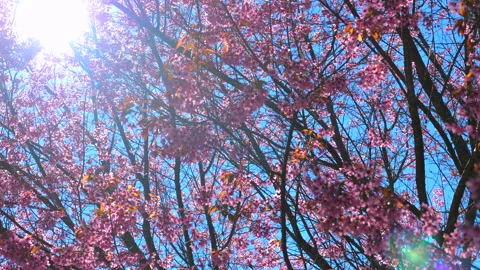 Low-angle view of vibrant pink cherry blossoms in full bloom under Видео 280022170