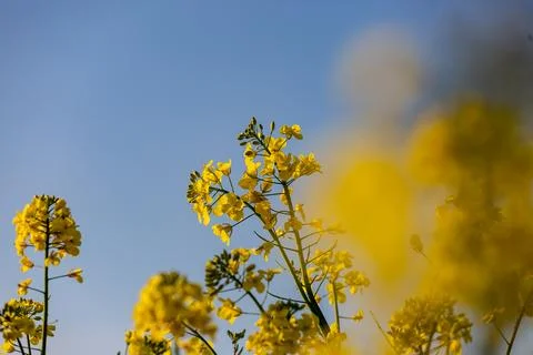 A low angle view of vibrant rapeseed flowers in the spring sunshine, with a.. Stock Photos